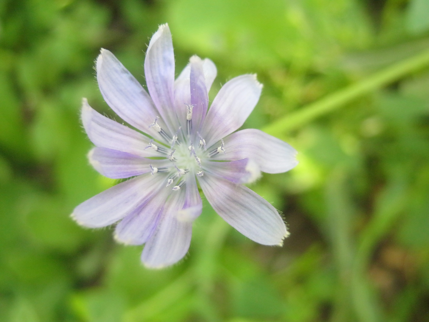 flower fleur