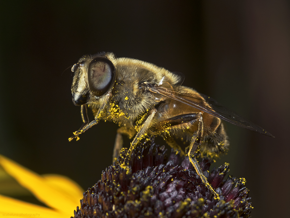 flower fly