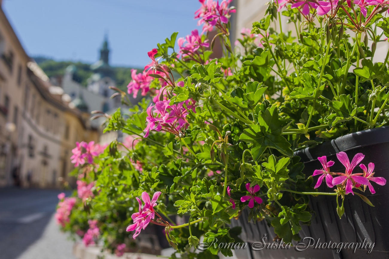 Flower for Banská Štiavnica .... (SK)