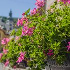 Flower for Banská Štiavnica .... (SK)