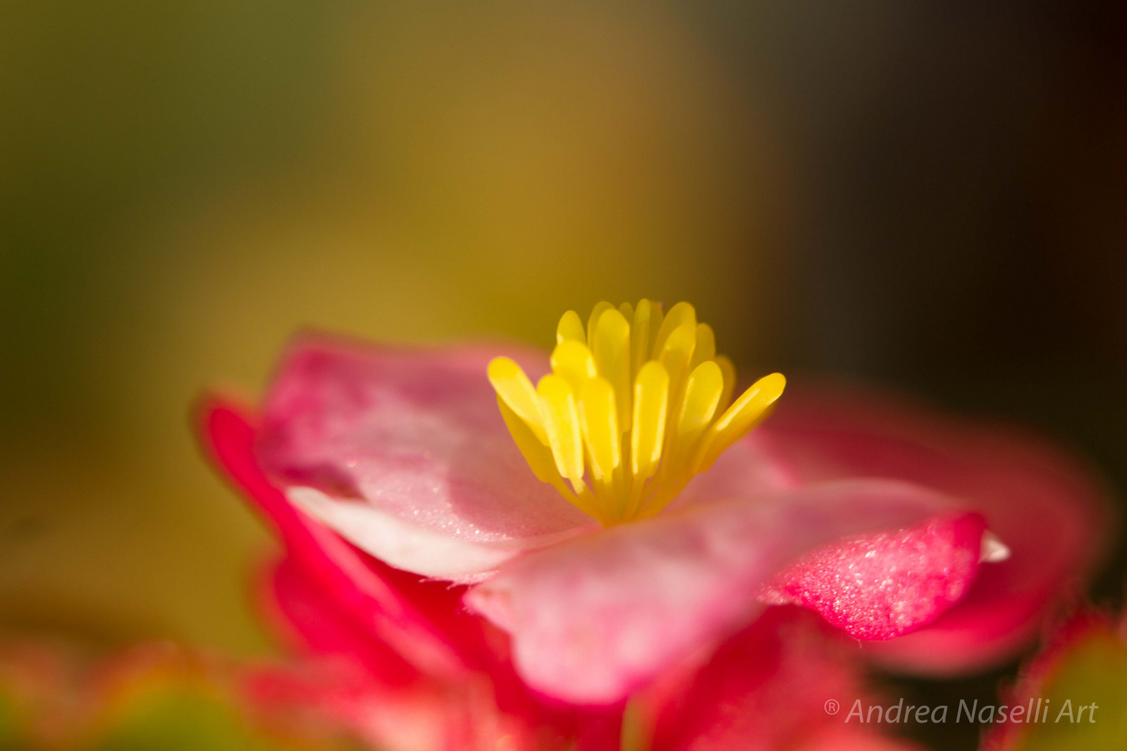 Flower fountain