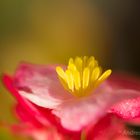 Flower fountain