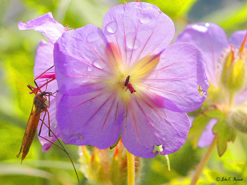 Flower & Friend