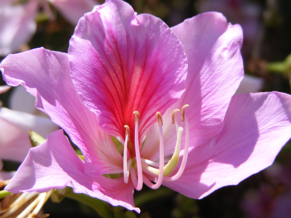 Flower from a Butterfly tree 2