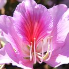 Flower from A butterfly tree