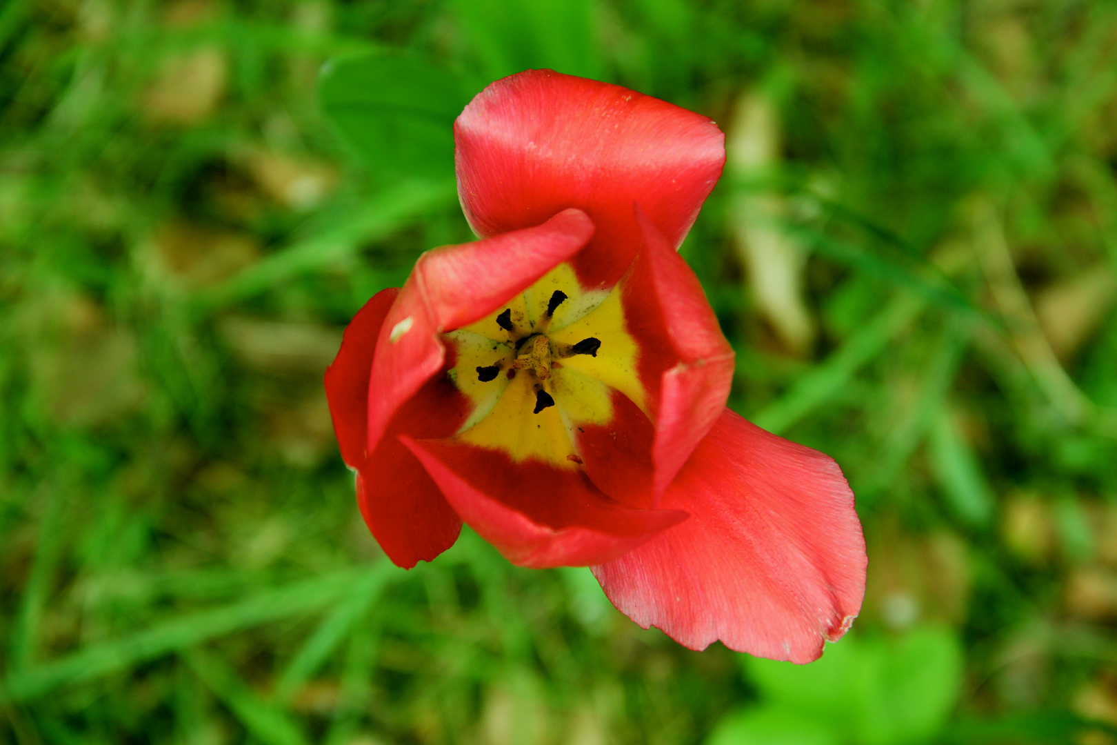 Flower from above