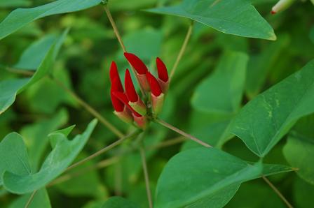 Flower from Egypt