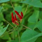 Flower from Egypt