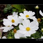 Flower from neighbour's garden