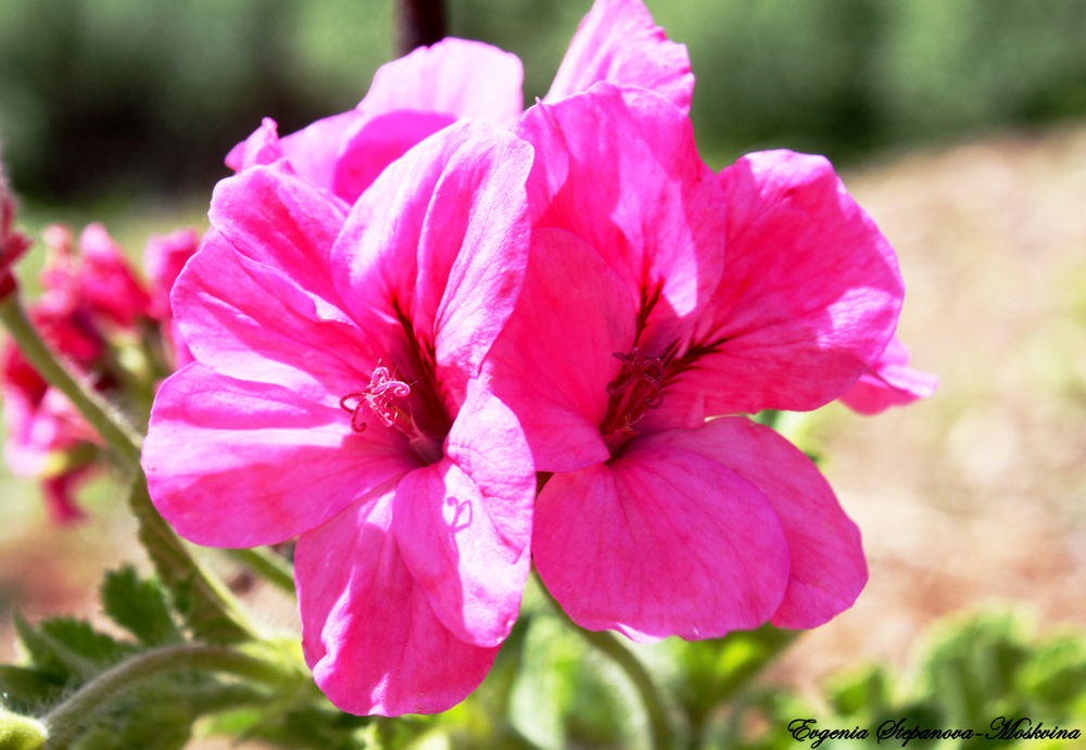 Flower from San Diego