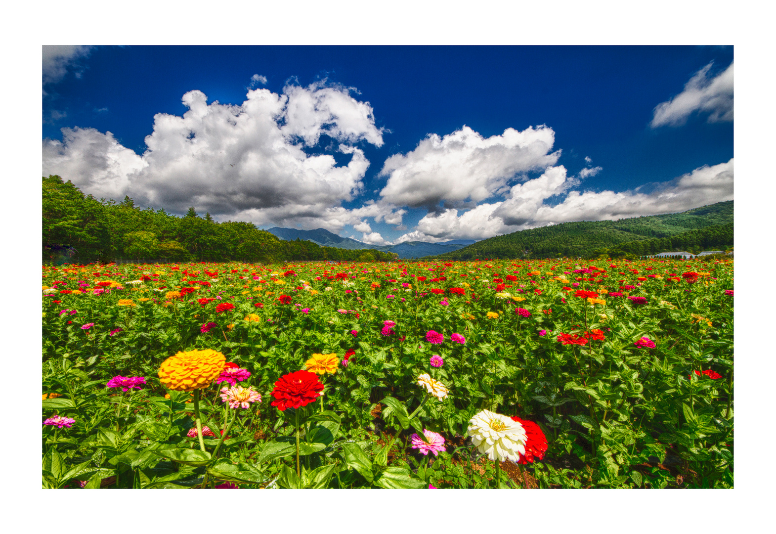 Flower garden in full bloom