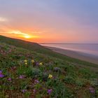 "Flower garden near the salt lake"