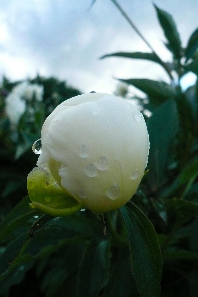 Flower garden _White Peauny