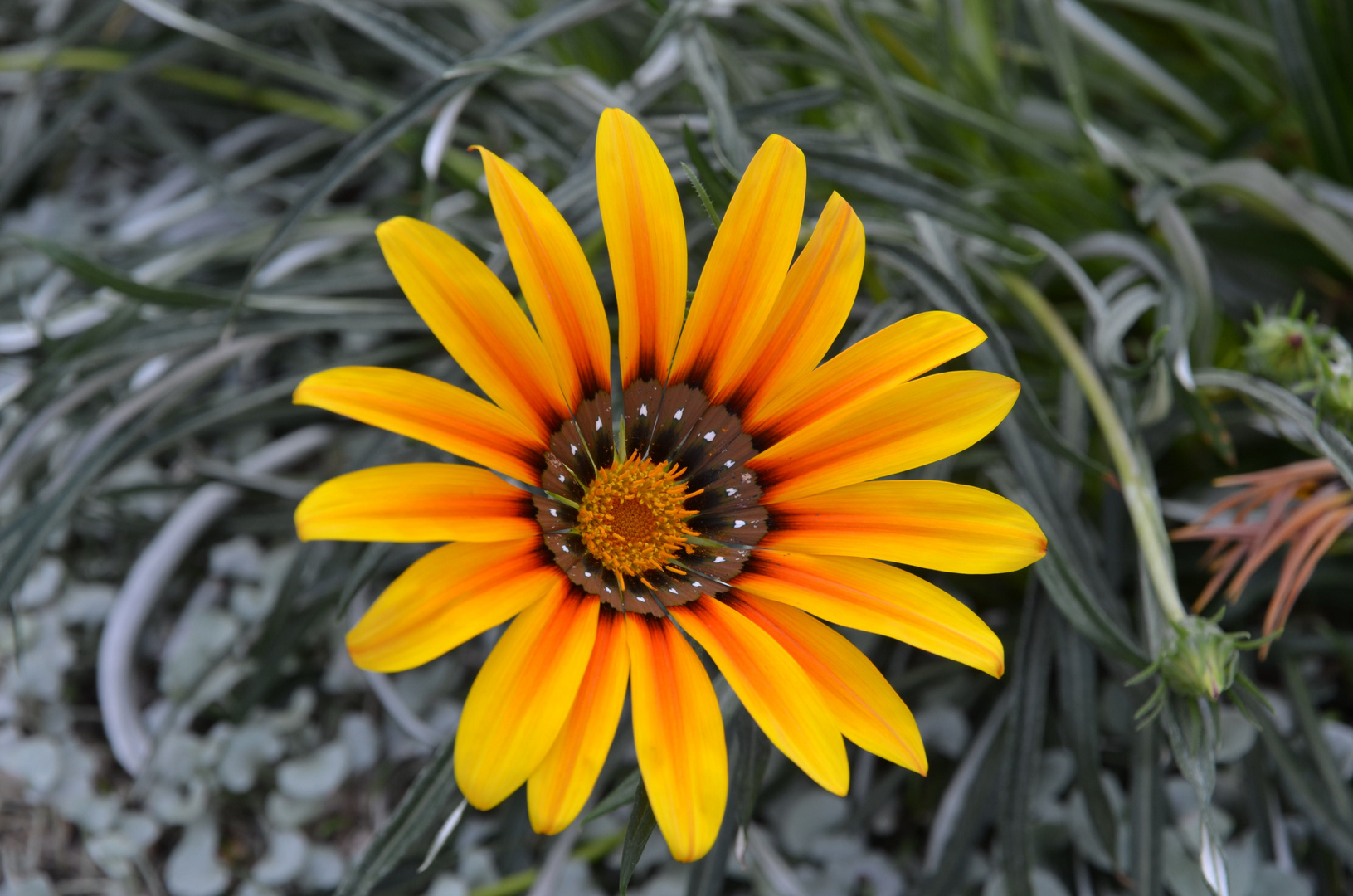 Flower @ Gardens by the bay