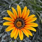 Flower @ Gardens by the bay