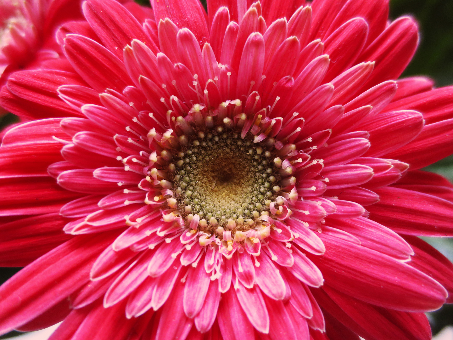 Flower Gerbera