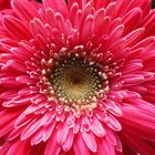 Flower Gerbera