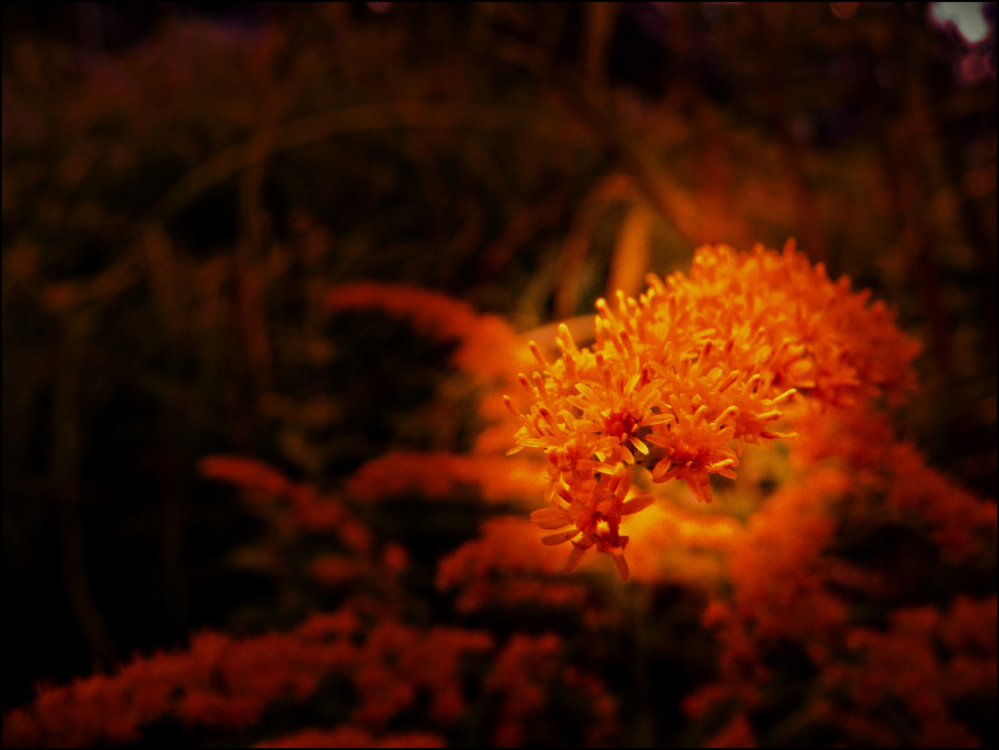 Flower Glow 2