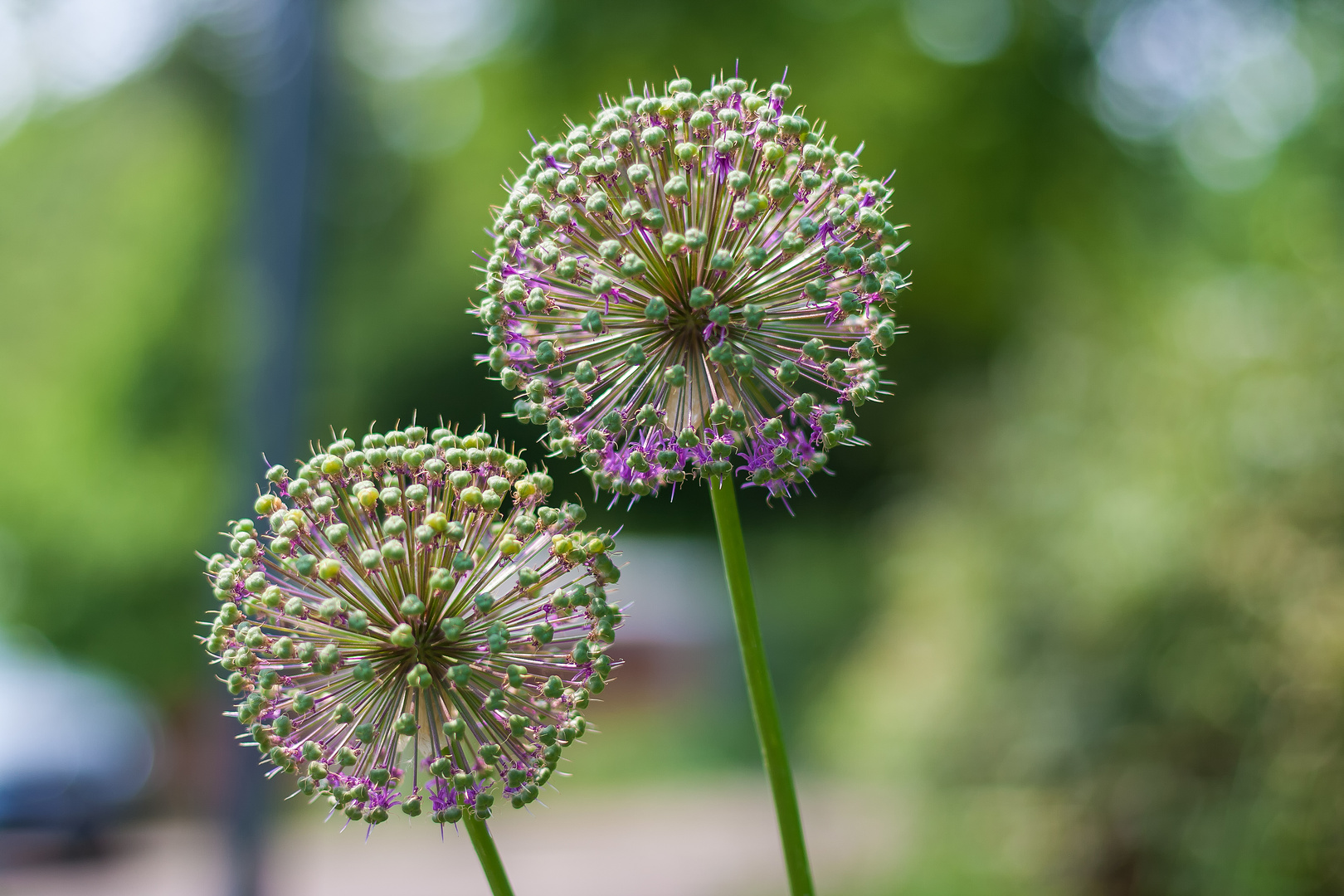 Flower Green and Purple