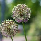 Flower Green and Purple