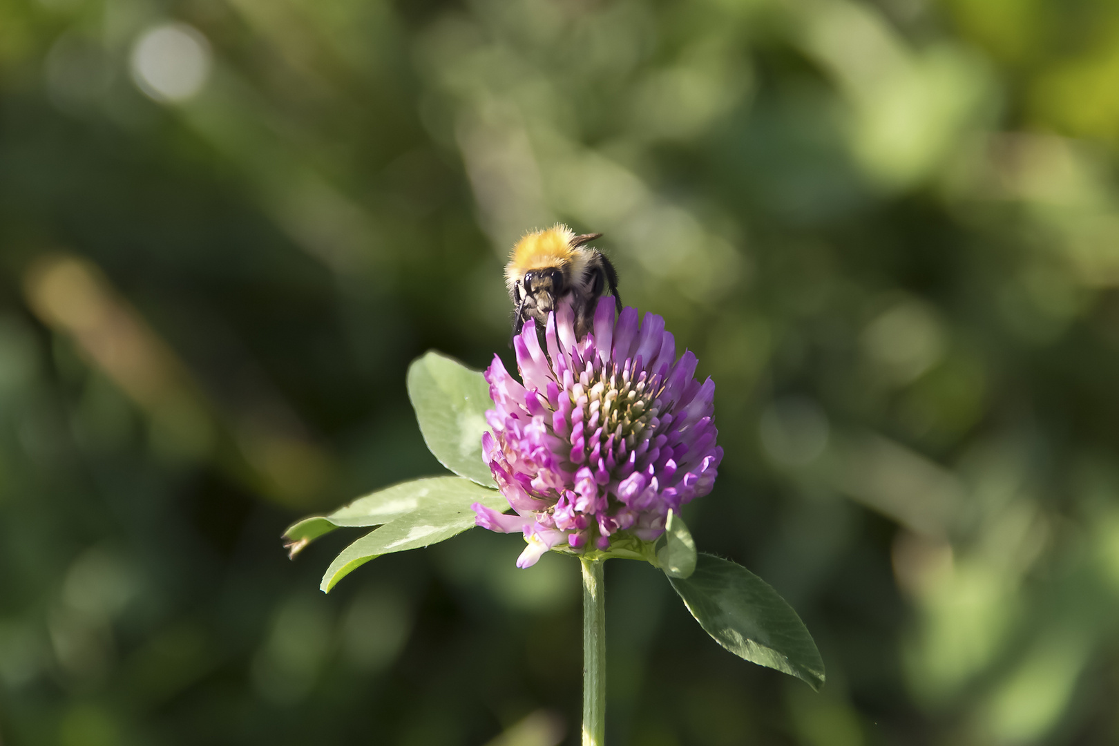 FLOWER HONEY