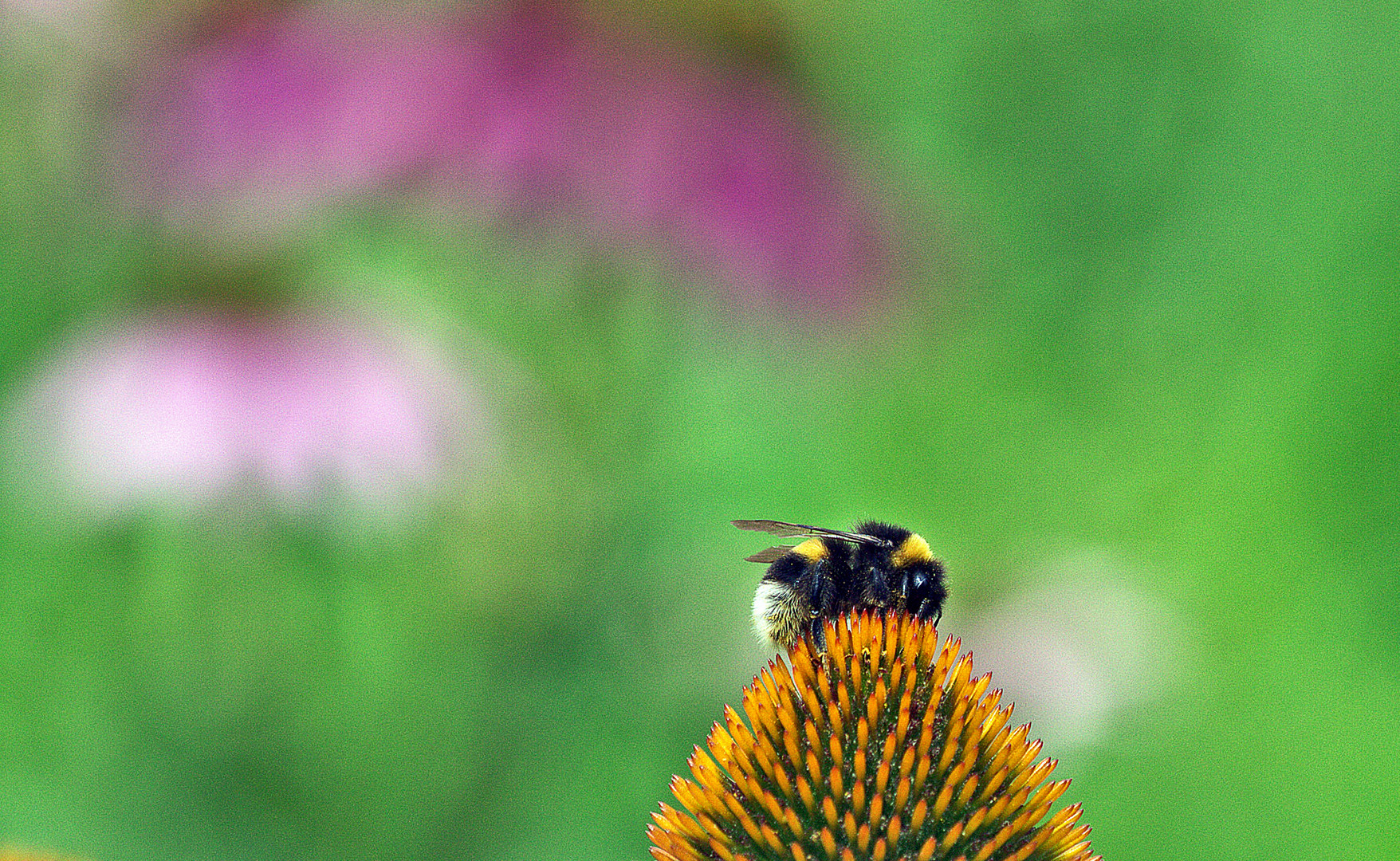 flower - hopping...