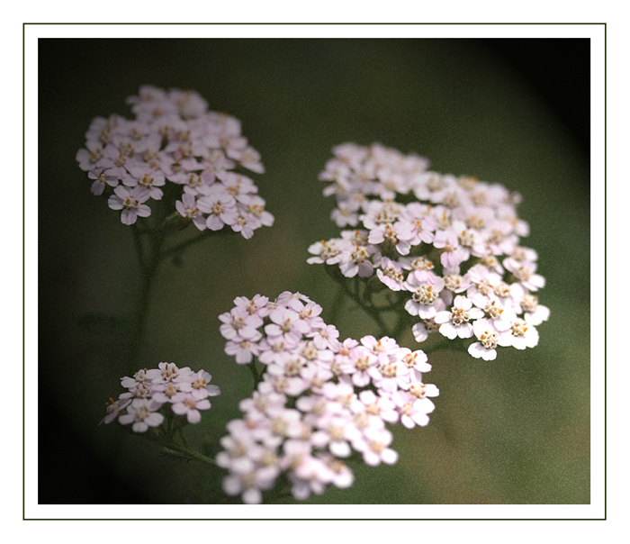 Flower-Impressions