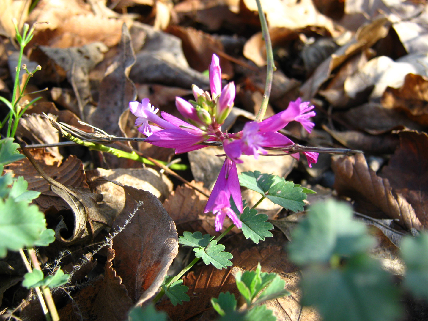 Flower in a (autumnal) Forest