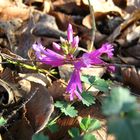 Flower in a (autumnal) Forest