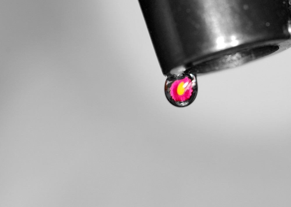 flower in a drop