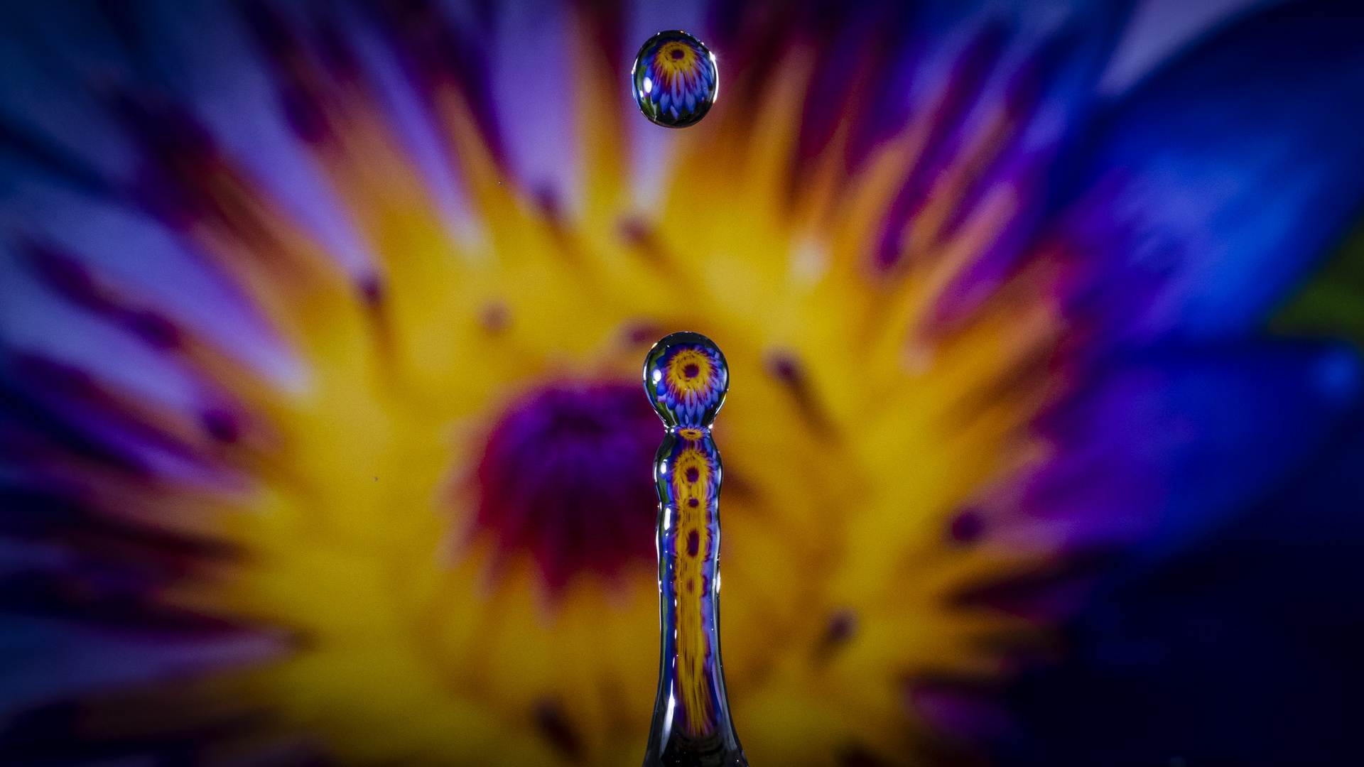 flower in a drop