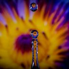 flower in a drop