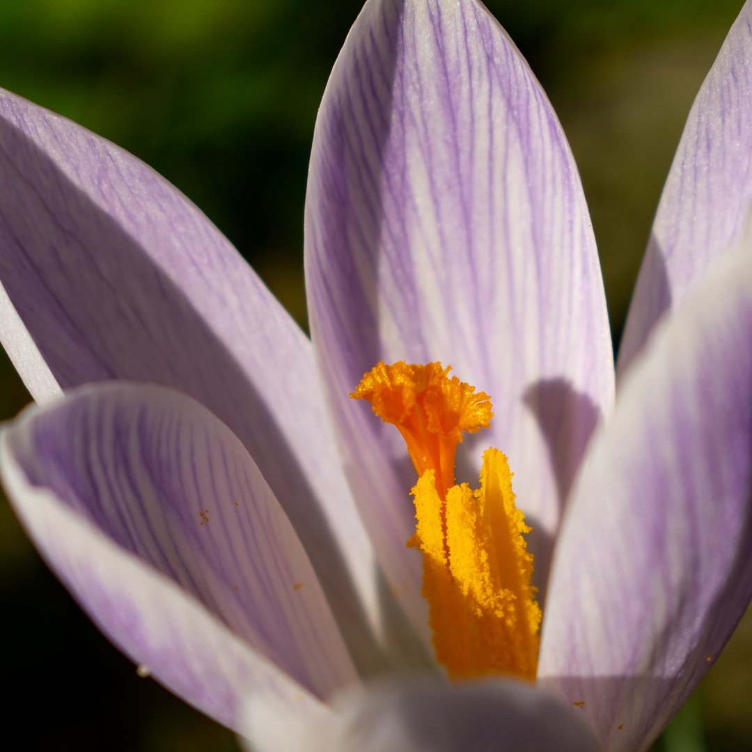 Flower in a Flower 