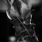 flower in black & white 