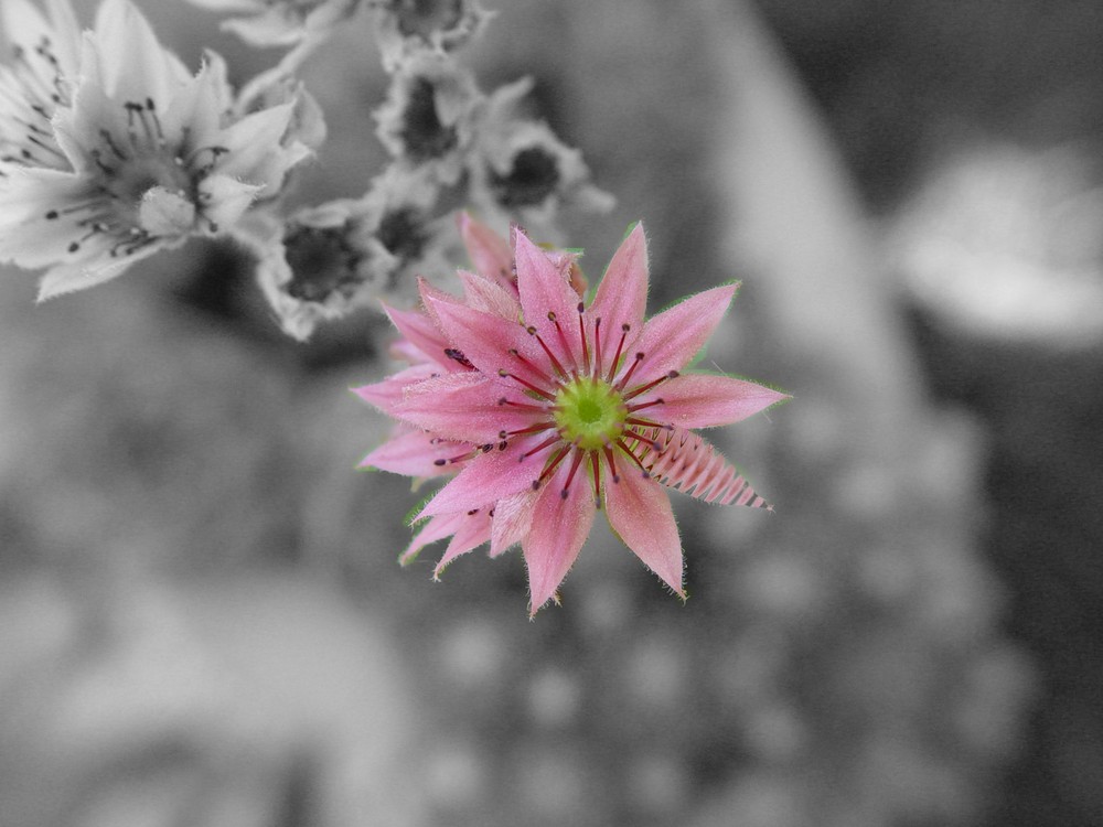 Flower in Black&White