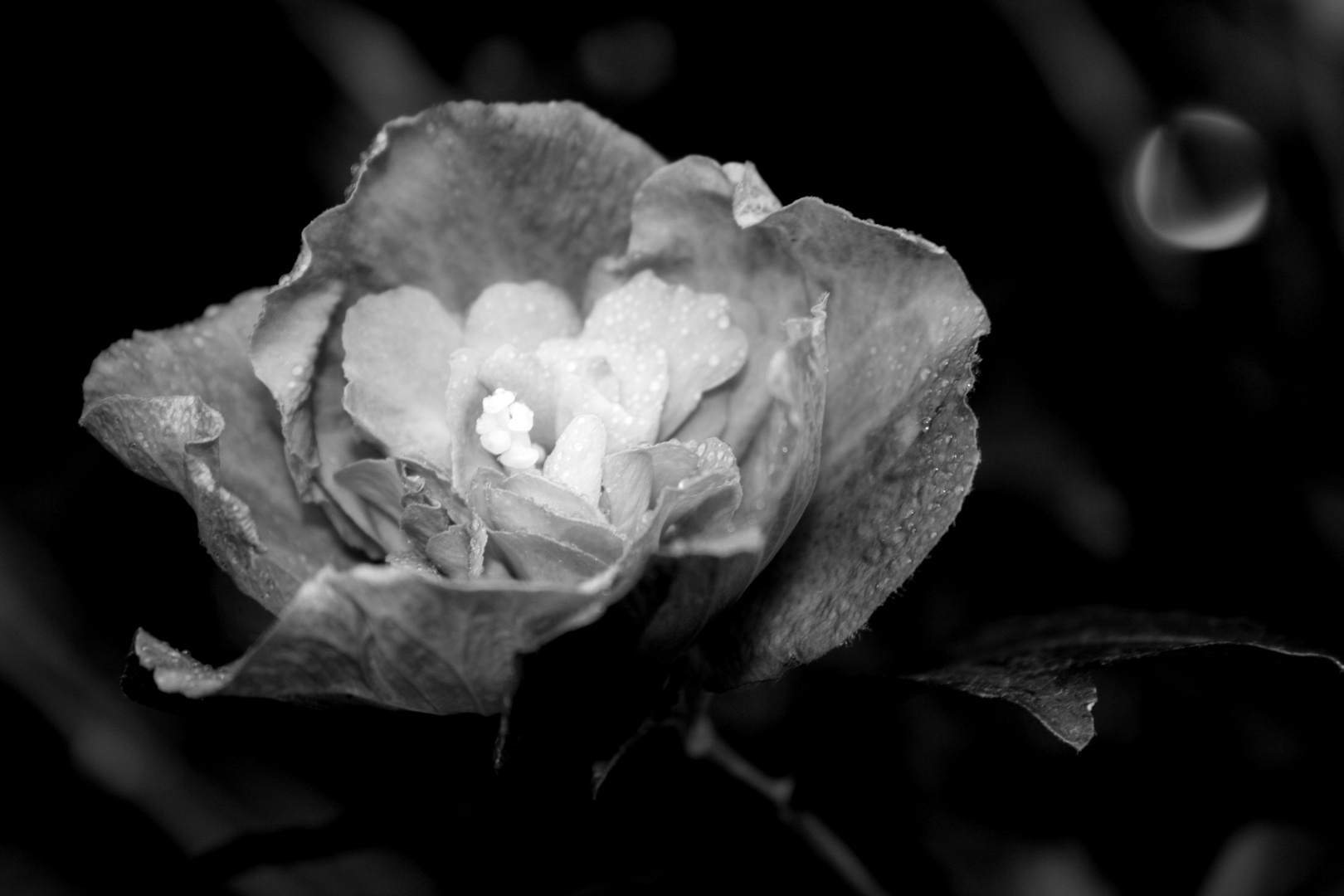 Flower in b&w