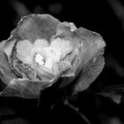 Flower in b&w