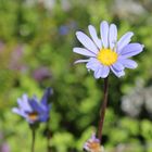 Flower in cape town