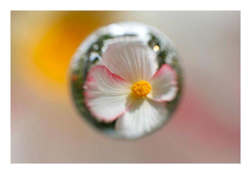 Flower in Cercle[11]