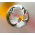 Flower in Cercle[11]