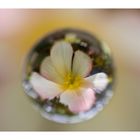 Flower in Cercle[6]