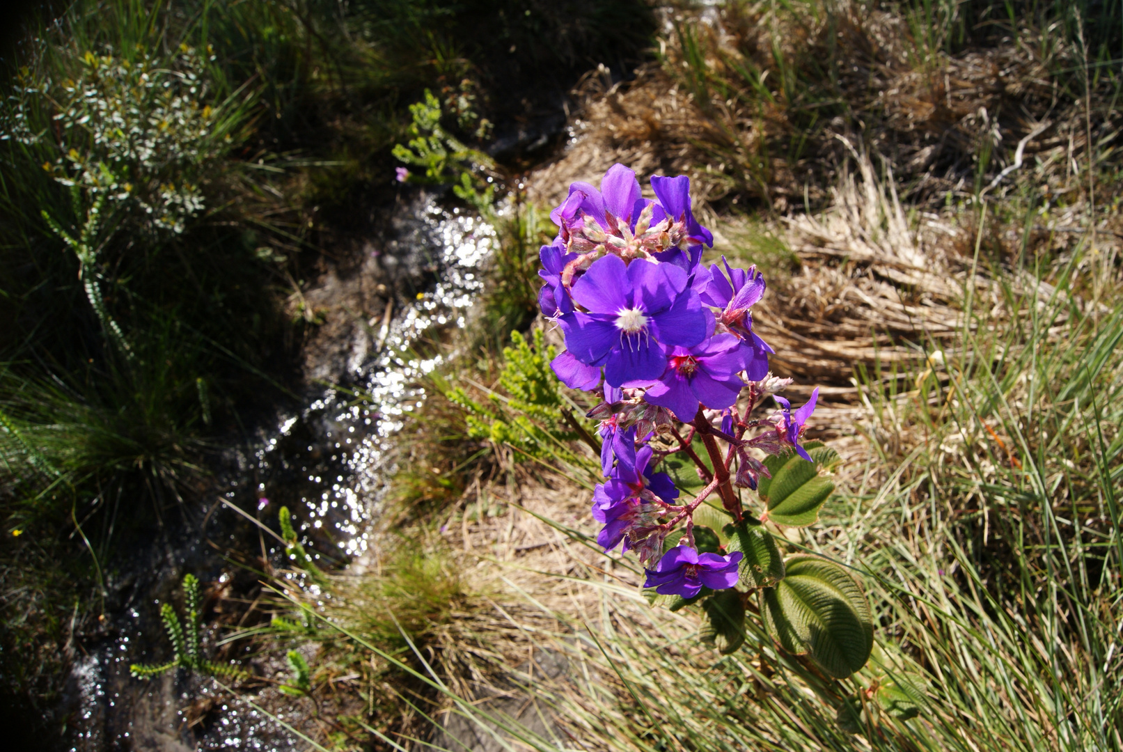 flower in cerrado fields