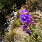 flower in cerrado fields