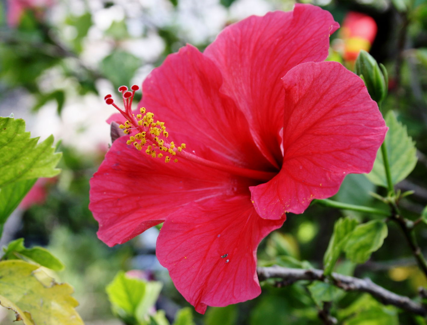 flower in france