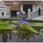 Flower in Grand Palace