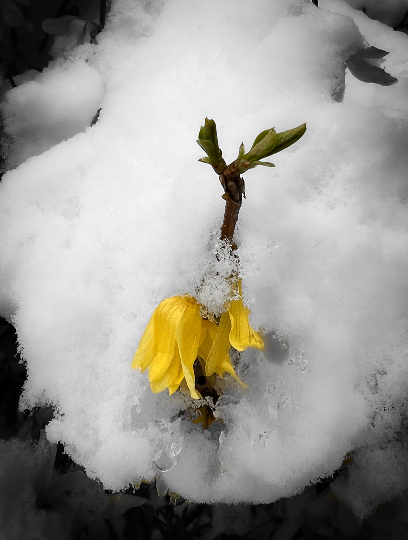 Flower in Ice