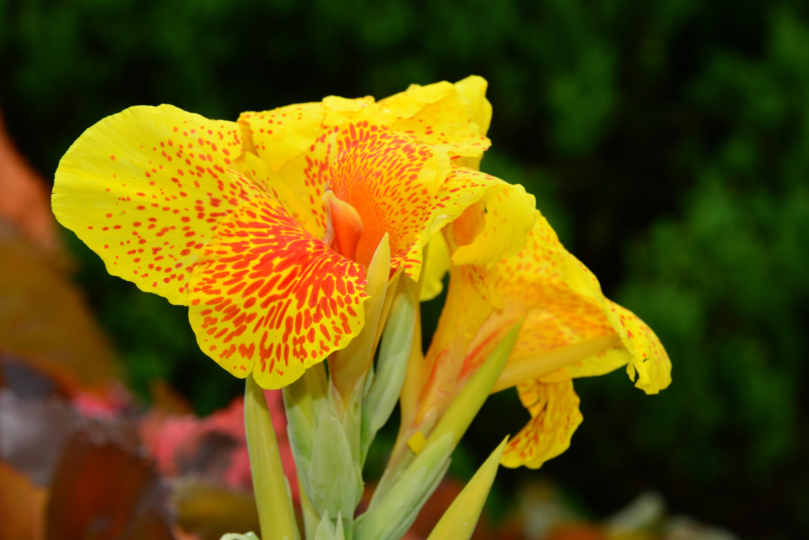 Flower in Lantau