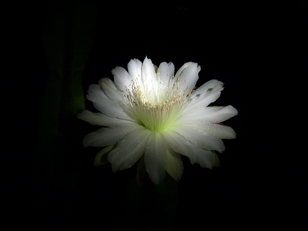 flower in midnight