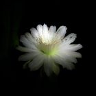 flower in midnight