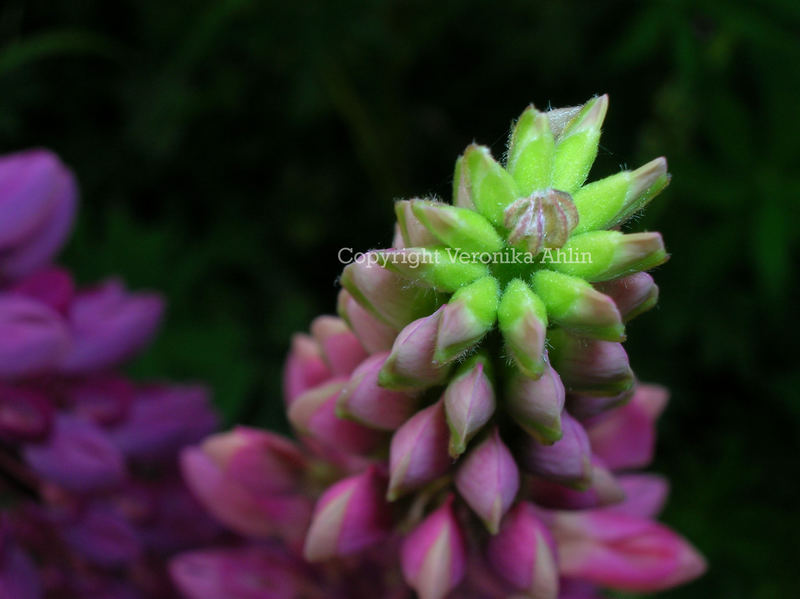 Flower in my Garden